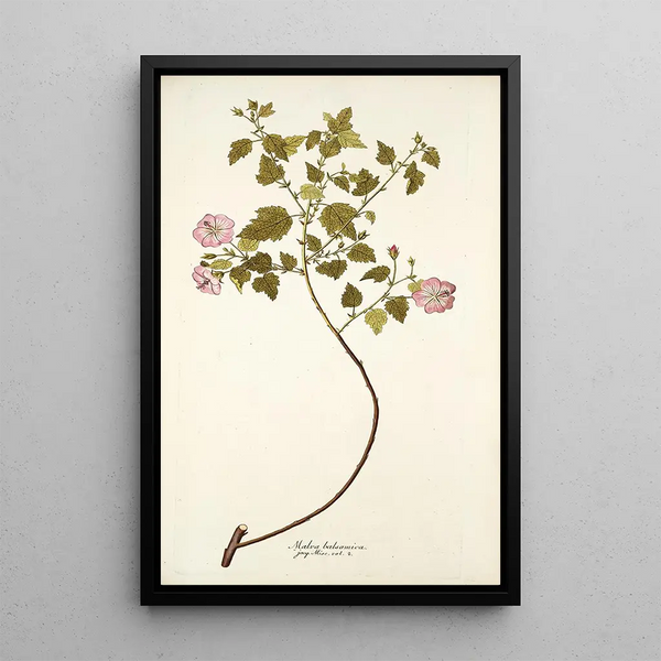 Malva balsamica - Nikolaus Joseph Freiherr von Jacquin — framed artwork on a wall