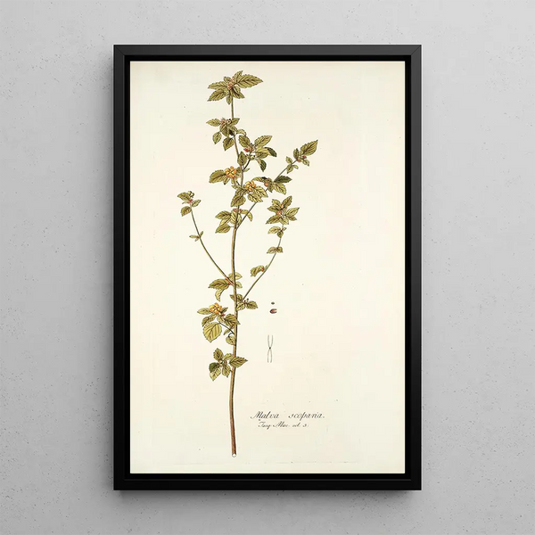 Malva scoparia - Nikolaus Joseph Freiherr von Jacquin — framed artwork on a wall