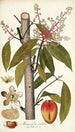 Mangifera indica - Nikolaus Joseph Freiherr von Jacquin — Ansicht des Kunstwerks