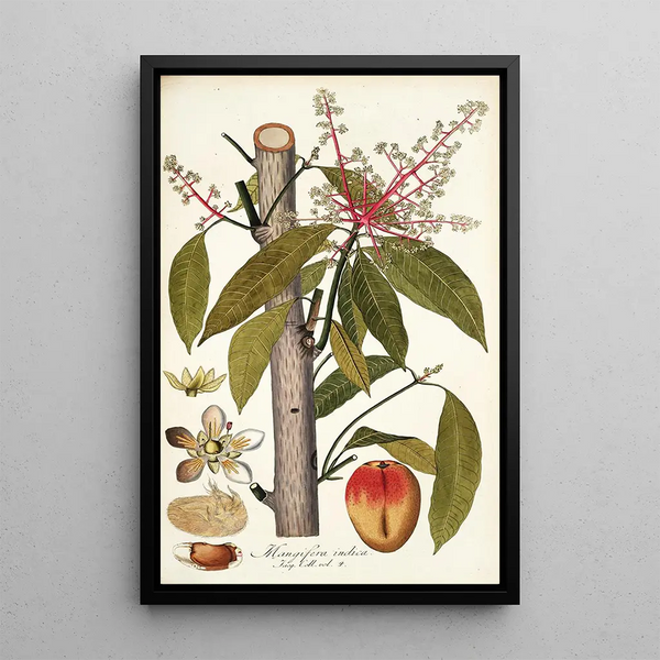Mangifera indica - Nikolaus Joseph Freiherr von Jacquin — framed artwork on a wall