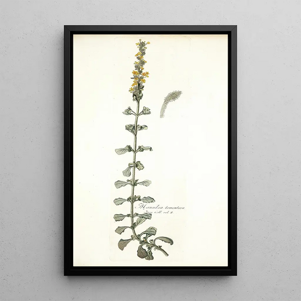 Manulea tomentosa - Nikolaus Joseph Freiherr von Jacquin — framed artwork on a wall
