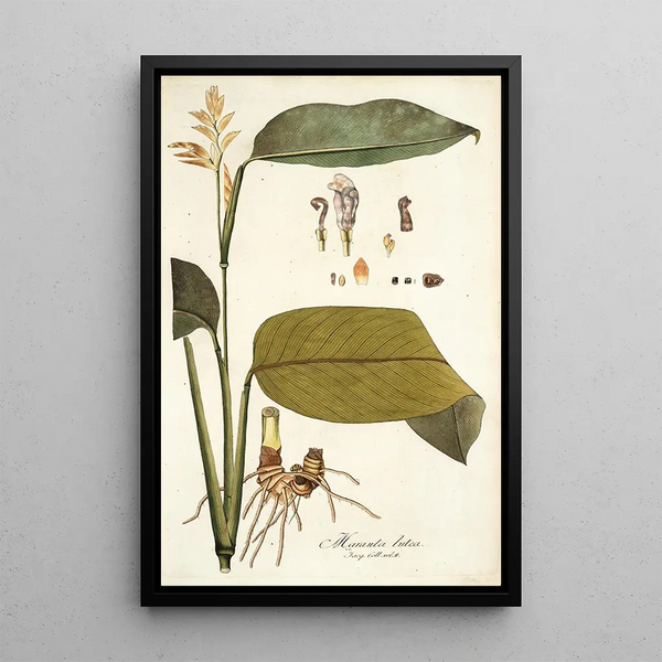 Maranta lutea - Nikolaus Joseph Freiherr von Jacquin — framed artwork on a wall