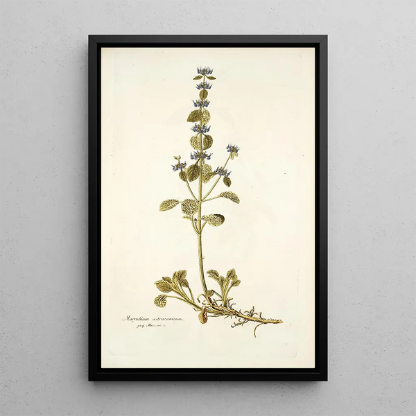 Marrubium astracanicum - Nikolaus Joseph Freiherr von Jacquin — framed artwork on a wall