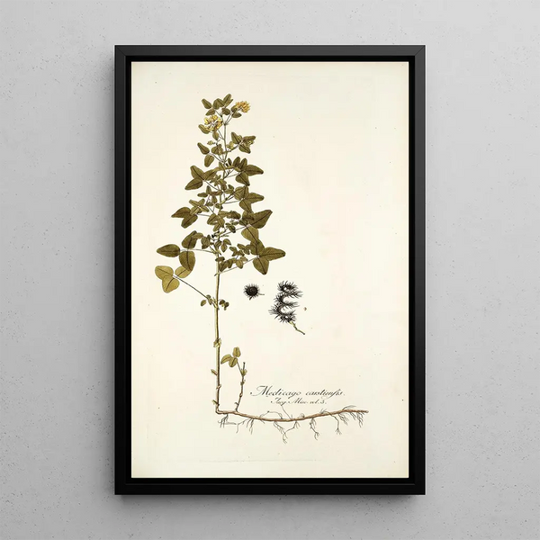 Medicago carstiensis - Nikolaus Joseph Freiherr von Jacquin — framed artwork on a wall