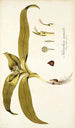 Melanthium eucomoides - Nikolaus Joseph Freiherr von Jacquin — vista dell’opera