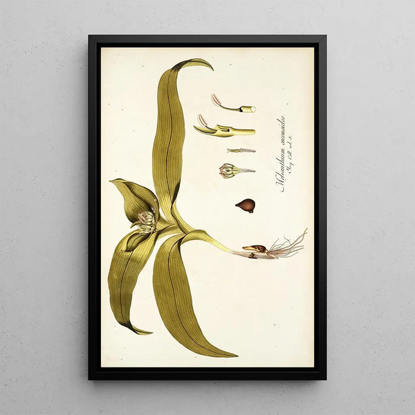 Melanthium eucomoides - Nikolaus Joseph Freiherr von Jacquin — framed artwork on a wall