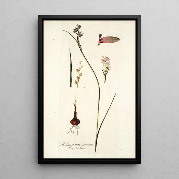 Melanthium junceum - Nikolaus Joseph Freiherr von Jacquin — framed artwork on a wall