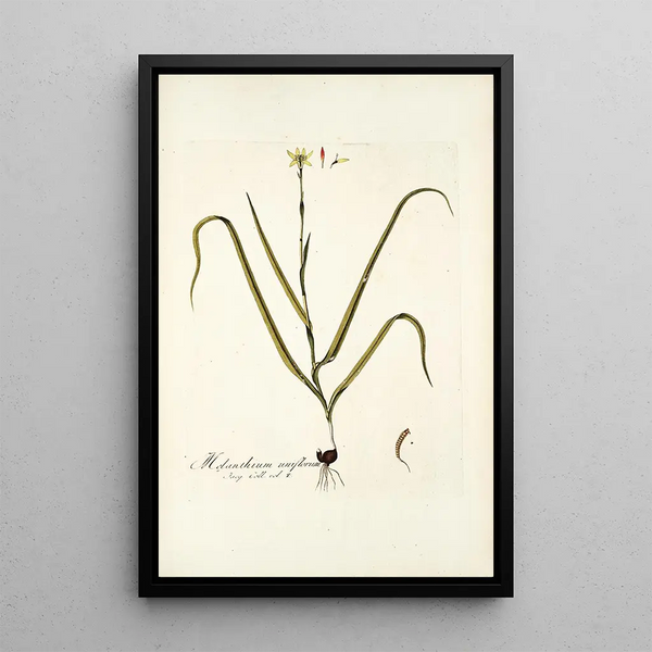 Melanthium uniflorum - Nikolaus Joseph Freiherr von Jacquin — framed artwork on a wall