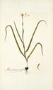 Melanthium uniflorum - Nikolaus Joseph Freiherr von Jacquin — Ansicht des Kunstwerks