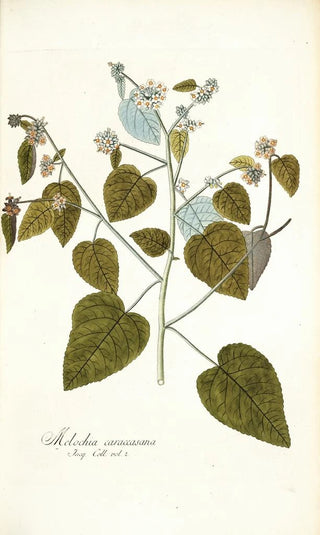 Nikolaus Joseph Freiherr von Jacquin - Melochia caraccasana.webp
