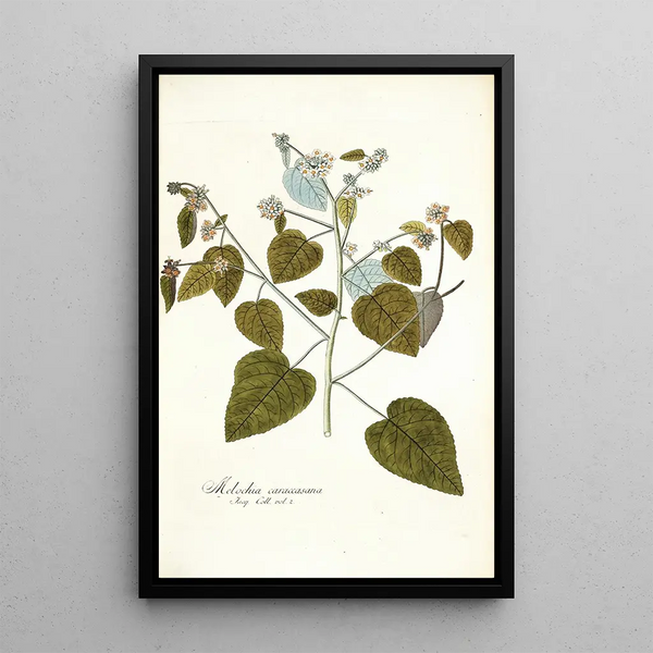 Melochia caraccasana - Nikolaus Joseph Freiherr von Jacquin — framed artwork on a wall