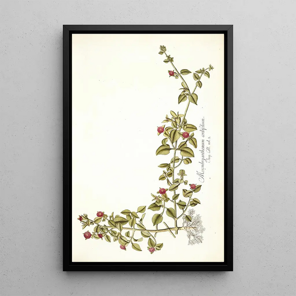 Mesembryanthemum cordifolium - Nikolaus Joseph Freiherr von Jacquin — framed artwork on a wall