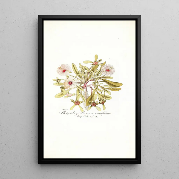 Mesembryanthemum cuneifolium - Nikolaus Joseph Freiherr von Jacquin — framed artwork on a wall