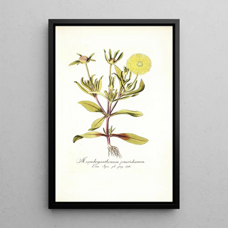 Nikolaus Joseph Freiherr von Jacquin - Mesembryanthemum pomeridianum.webp