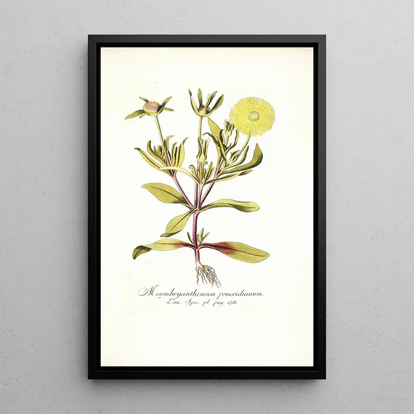 Mesembryanthemum pomeridianum - Nikolaus Joseph Freiherr von Jacquin — framed artwork on a wall