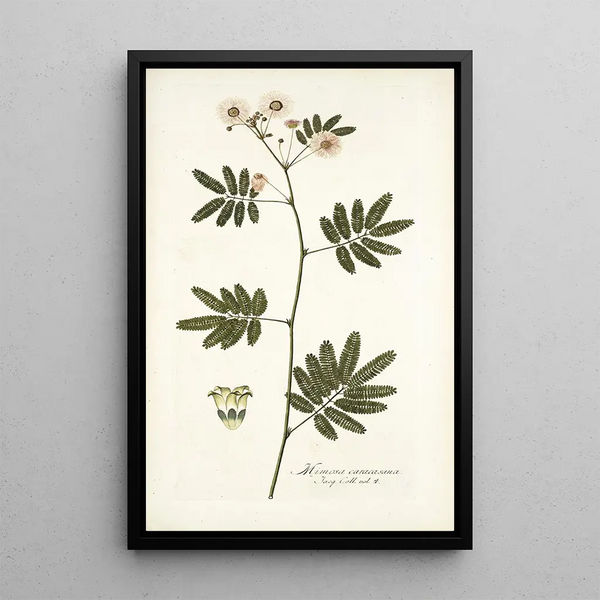 Mimosa caracasana - Nikolaus Joseph Freiherr von Jacquin — framed artwork on a wall