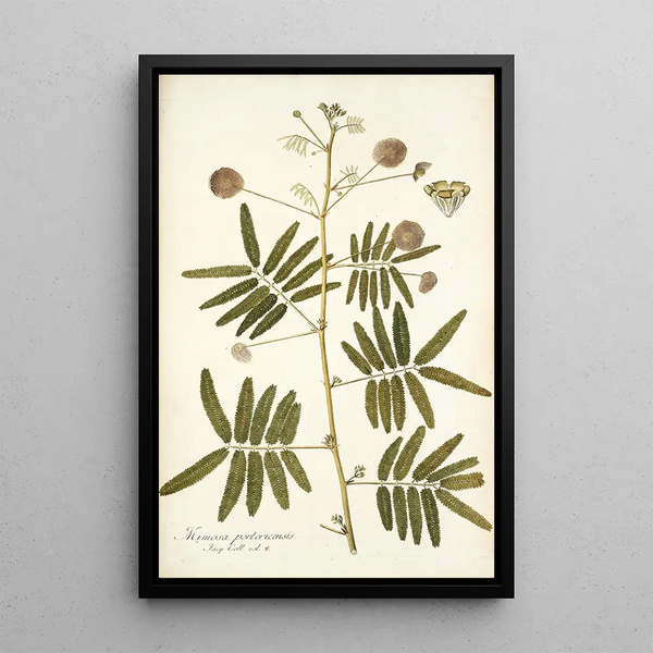 Mimosa portoricensis - Nikolaus Joseph Freiherr von Jacquin — framed artwork on a wall