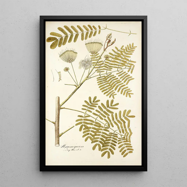 Mimosa speciosa - Nikolaus Joseph Freiherr von Jacquin — framed artwork on a wall