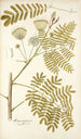 Mimosa speciosa - Nikolaus Joseph Freiherr von Jacquin — vista dell’opera