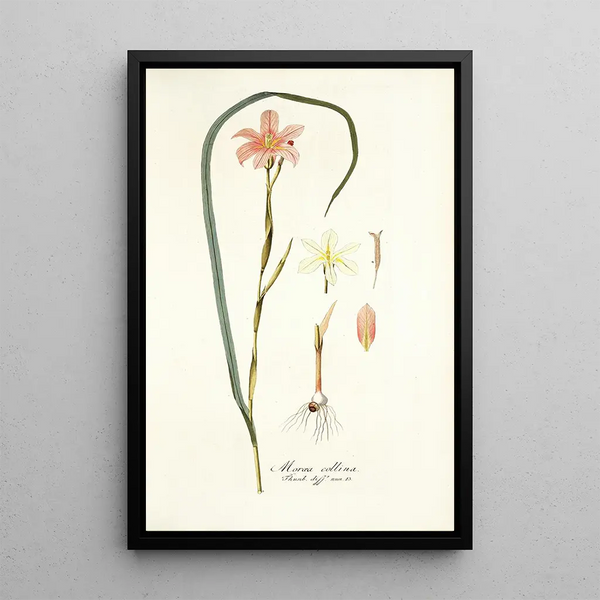 Moraea collina - Nikolaus Joseph Freiherr von Jacquin — framed artwork on a wall