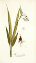 Moraea palmifolia - Nikolaus Joseph Freiherr von Jacquin — vista dell’opera