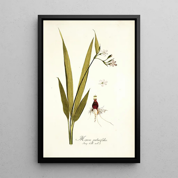 Moraea palmifolia - Nikolaus Joseph Freiherr von Jacquin — framed artwork on a wall