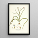 Moraea sordescens - Nikolaus Joseph Freiherr von Jacquin — quadro incorniciato alla parete