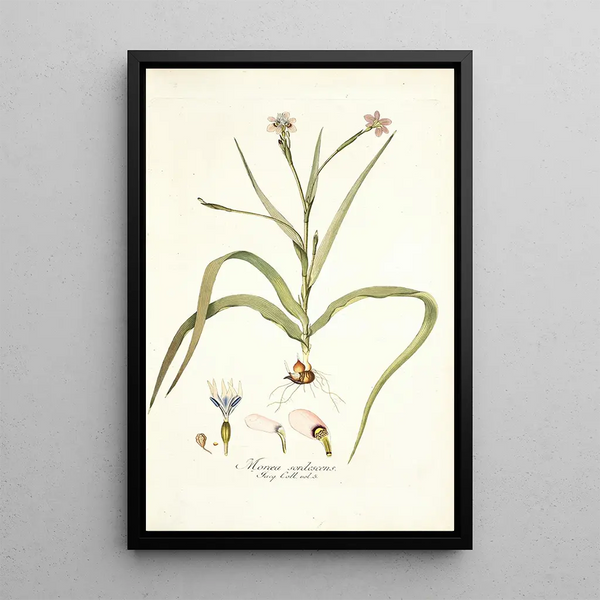 Moraea sordescens - Nikolaus Joseph Freiherr von Jacquin — framed artwork on a wall