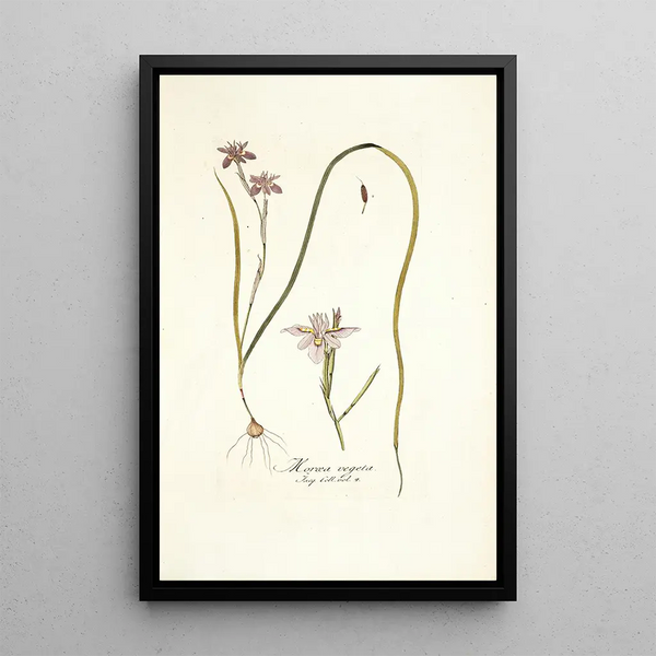 Moraea vegeta - Nikolaus Joseph Freiherr von Jacquin — framed artwork on a wall