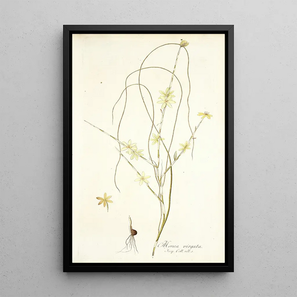 Moraea virgata - Nikolaus Joseph Freiherr von Jacquin — framed artwork on a wall