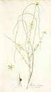 Moraea virgata - Nikolaus Joseph Freiherr von Jacquin — vista dell’opera
