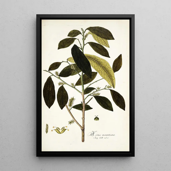 Morus mauritiana - Nikolaus Joseph Freiherr von Jacquin — framed artwork on a wall