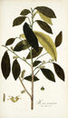 Morus mauritiana - Nikolaus Joseph Freiherr von Jacquin — vista dell’opera