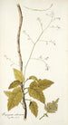 Myagrum arborescens - Nikolaus Joseph Freiherr von Jacquin — Ansicht des Kunstwerks