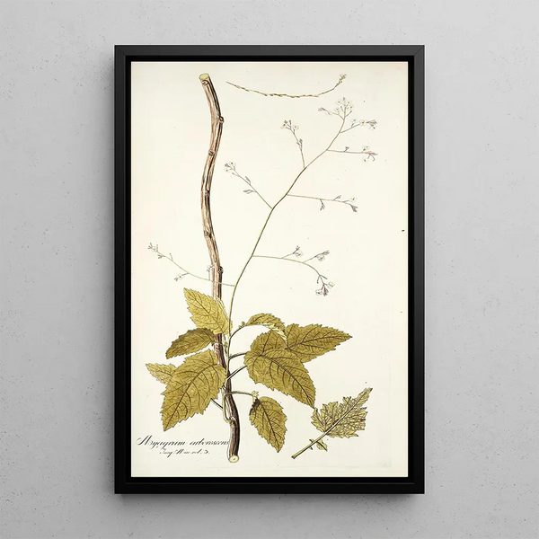 Myagrum arborescens - Nikolaus Joseph Freiherr von Jacquin — framed artwork on a wall