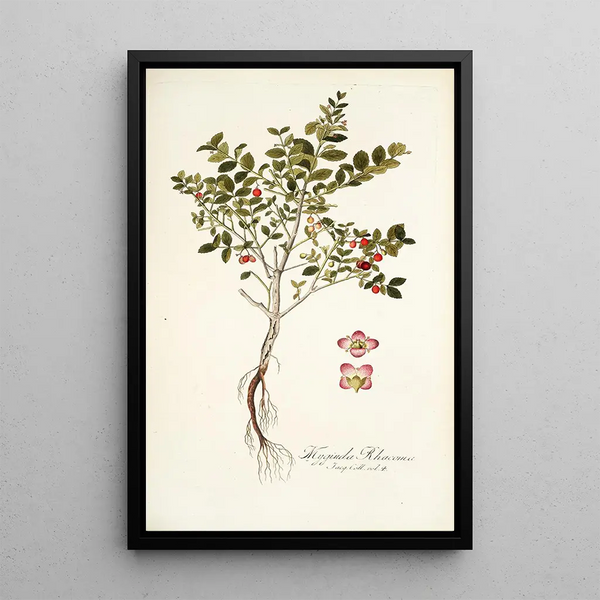 Myginda rhacoma - Nikolaus Joseph Freiherr von Jacquin — framed artwork on a wall