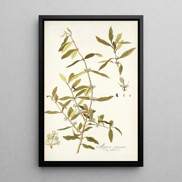 Myrica segregata - Nikolaus Joseph Freiherr von Jacquin — framed artwork on a wall