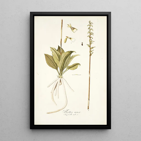 Neottia minor - Nikolaus Joseph Freiherr von Jacquin — framed artwork on a wall