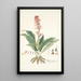 Neottia speciosa - Nikolaus Joseph Freiherr von Jacquin — quadro incorniciato alla parete