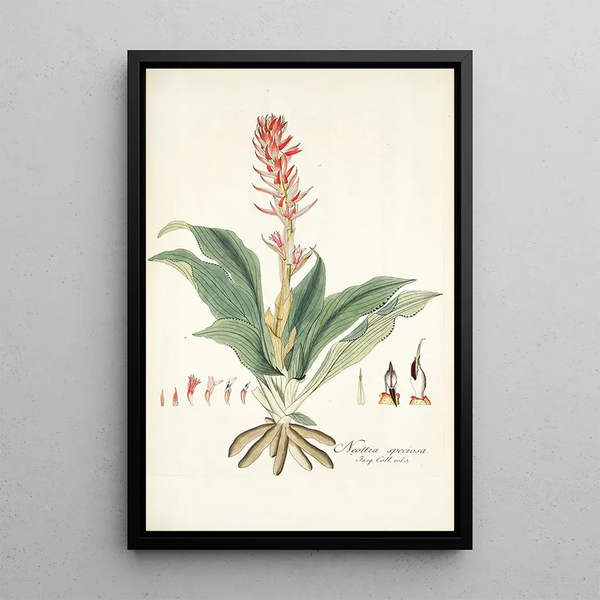 Neottia speciosa - Nikolaus Joseph Freiherr von Jacquin — framed artwork on a wall