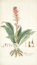 Neottia speciosa - Nikolaus Joseph Freiherr von Jacquin — vista dell’opera