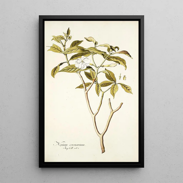 Nerium coronarium - Nikolaus Joseph Freiherr von Jacquin — framed artwork on a wall