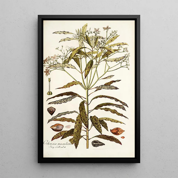 Ochrosia maculata - Nikolaus Joseph Freiherr von Jacquin — framed artwork on a wall