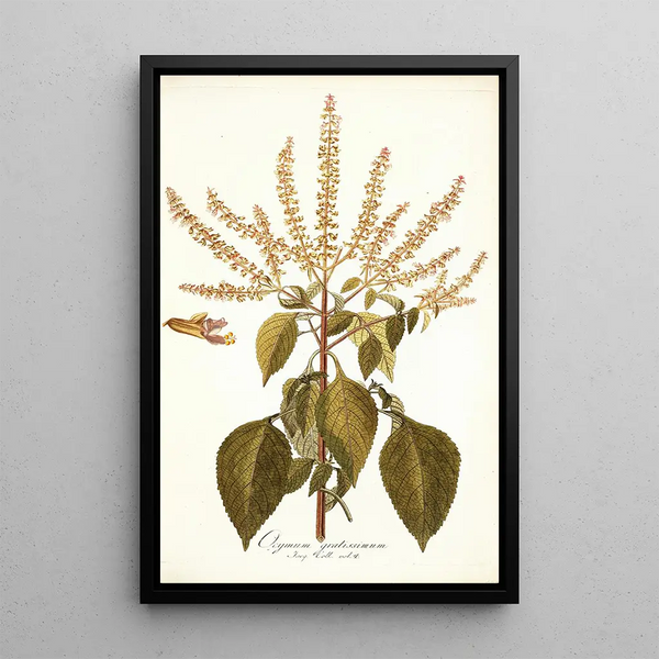 Ocymum gratissimum - Nikolaus Joseph Freiherr von Jacquin — framed artwork on a wall