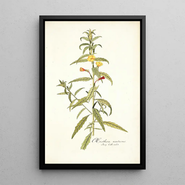 Oenothera nocturna - Nikolaus Joseph Freiherr von Jacquin — framed artwork on a wall
