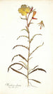Oenothera odorata - Nikolaus Joseph Freiherr von Jacquin — vista dell’opera