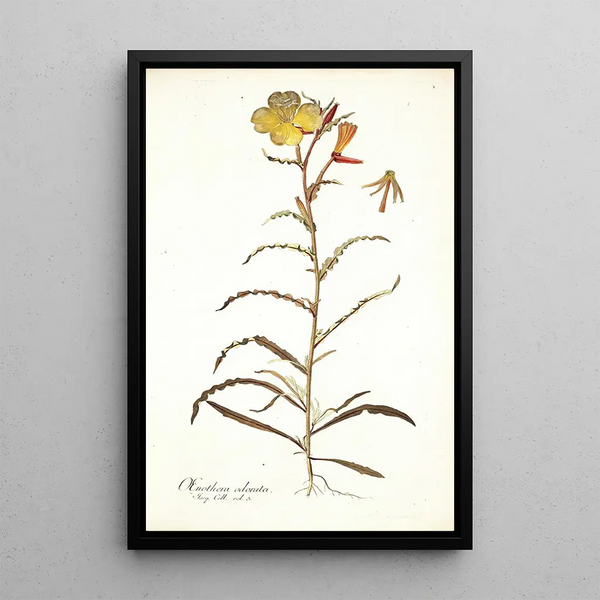 Oenothera odorata - Nikolaus Joseph Freiherr von Jacquin — framed artwork on a wall