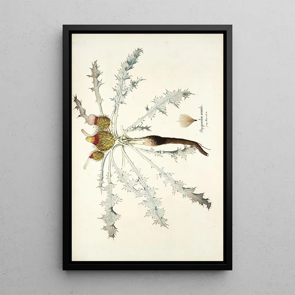 Onopordon acaule - Nikolaus Joseph Freiherr von Jacquin — framed artwork on a wall
