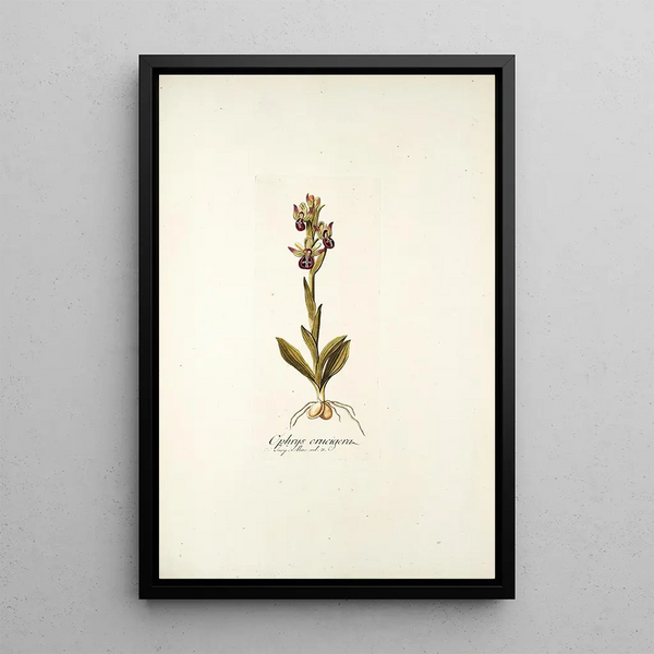 Ophrys crucigera - Nikolaus Joseph Freiherr von Jacquin — framed artwork on a wall