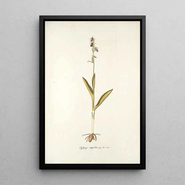 Ophrys myodes - Nikolaus Joseph Freiherr von Jacquin — framed artwork on a wall